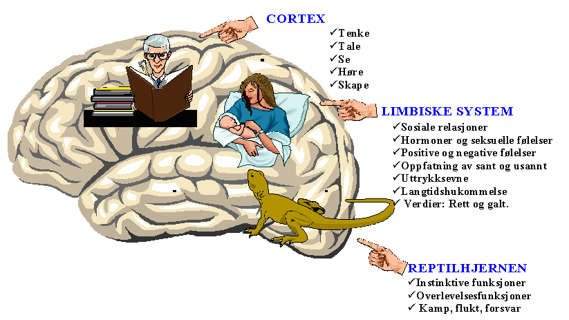 hjernens funksjoner